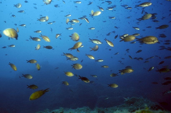 01.jpg - I subacquei vengono accolti dalle castagnole (Cromis cromis).