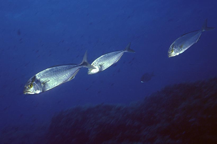 06.jpg - Si incontrano pesci pelagici (che vivono non a diretto contatto col fondo).