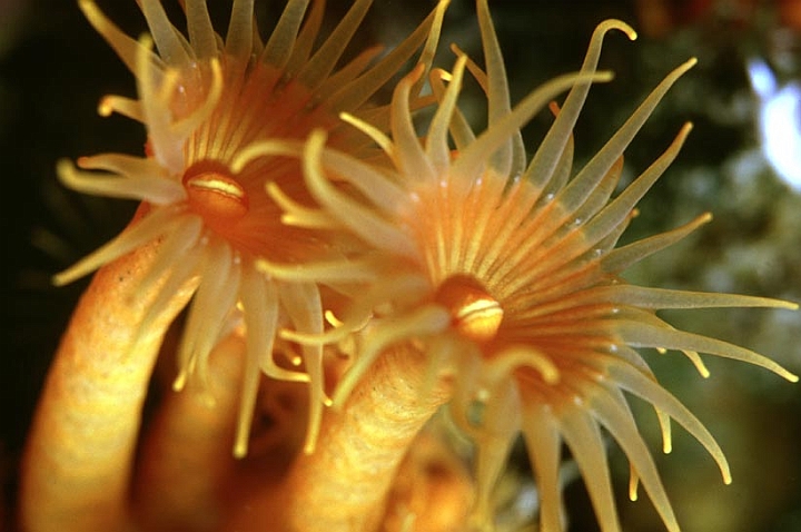 07.jpg - gli indivudui hanno un'unica apertura circondata di tentacoli per catturare il cibo...