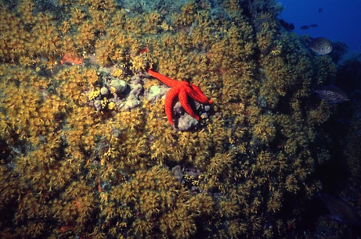 11.jpg - Una stella di mare Echinaster sepositus (Echinodermi) passeggia indisturbata.