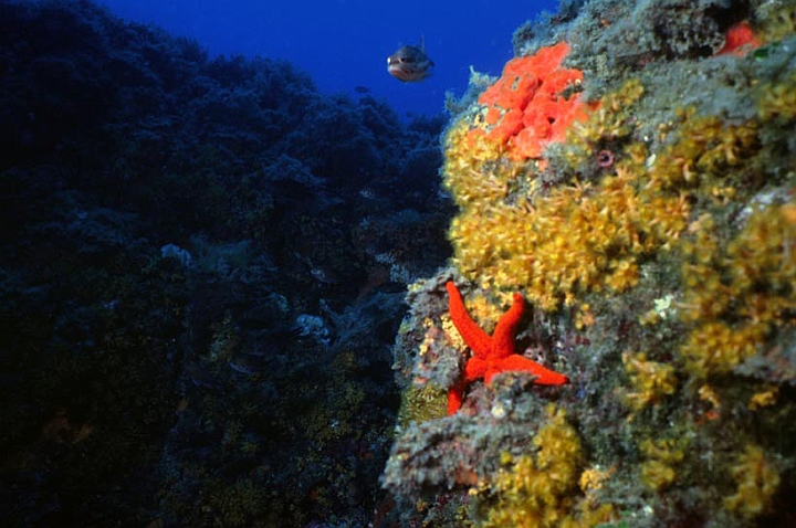 12.jpg - Dall'alto un pesce osserva quello strano essere che sta fotografando.