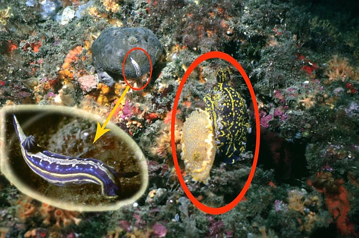 16.jpg - sullo sfondo un nudibranco Hypselodoris messinensis su una Spongia officinalis (spugna).