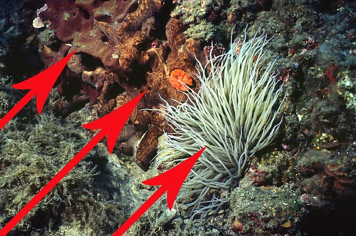 21b.jpg - ...in alto Chondrosia reniformis (rognone di mare), al centro ancora un porifero Chondrilla nucula, in basso il cnidaro Anemonia solcata.