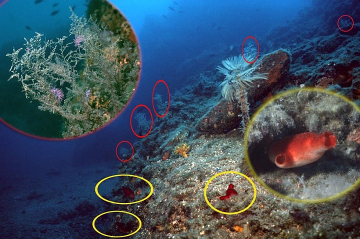 24.jpg - Si notano, cerchiati di rosso, colonie di Idroidi athecati (cnidari) con sopra nudibranchi e le Hallocynthya papillosa (tunicati) cerchiati di giallo.
