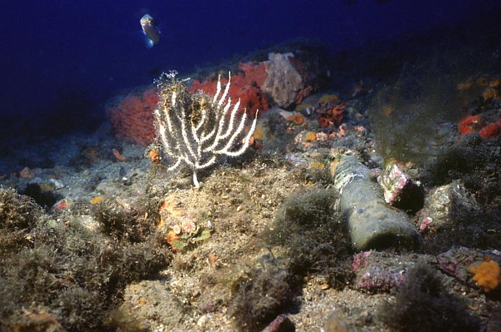 28.jpg - ...l'Eunicella verrucosa che ci ricorda che siamo oltre i 30 metri, la bottiglia sulladestri ci ricorda altre cose...