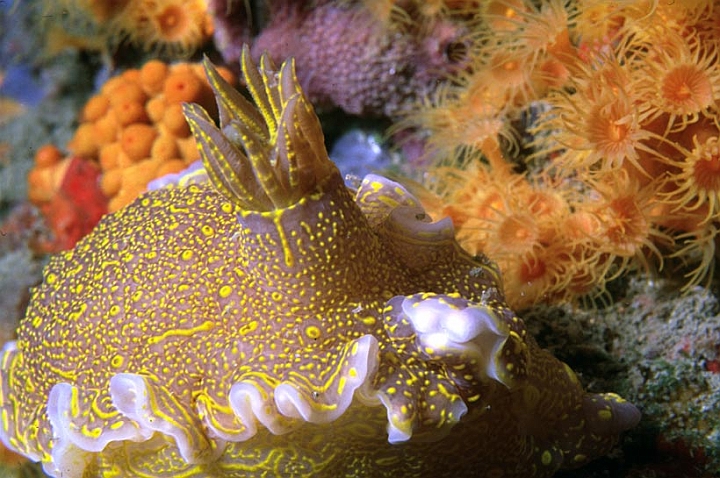 30.jpg - ...il particolare del ciuffo branchiale di questo nudibranco.