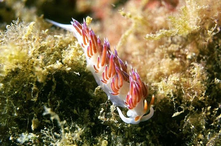 31.jpg - Una serie di nudibranchi che si possono incontrare durante l'immersione: Coryphella lineata,
