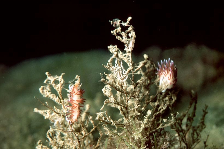 33.jpg - Coryphella lineata. I Nudibranchi vivono sull'iroide di cui si nutrono.