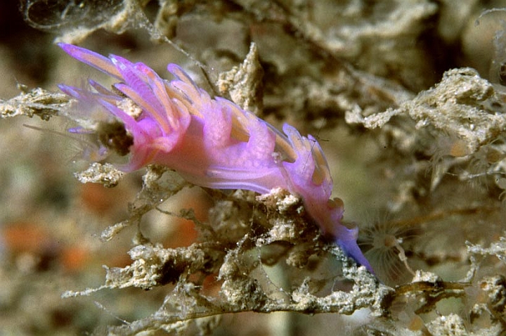 35.jpg - ancora una Flabellina affinis, si aprezzano le appendici dorsali dette cerata, che hanno funzioni respiratorie, digestive e di difesa.