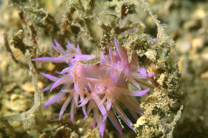 36.jpg - questi nudibranchi misurano pochi centimetri, per fotografarli si usano obiettivi macro che arrivano ad un rapporto di ingrandimento 1:1 ovvero il soggetto è delle stesse dimensioni del fotogramma.