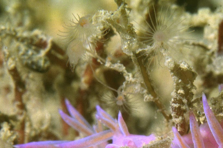 37.jpg - Particolare dei tentacoli dei polipi di Idroide athecata, principale nutrimento per questa serie di nudibranchi