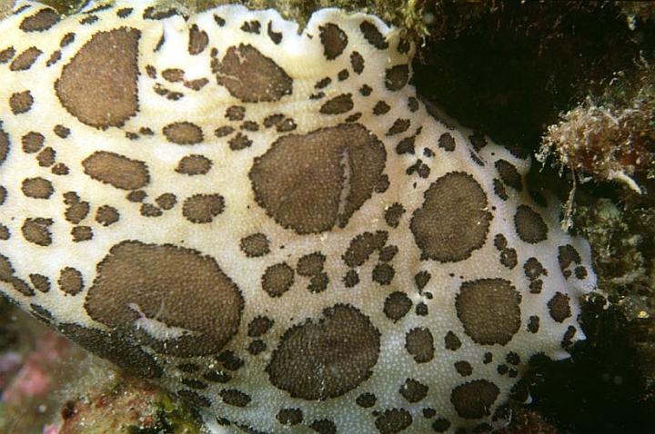 39.jpg - Peltodoris atromaculata che appartiene ad un altro genere, ma è sempre un mollusco nudibranco,