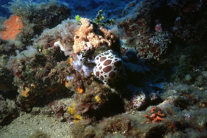 40.jpg - i nudibranchi sono molluschi privi di conchiglia. Peltodoris atromaculata nel suo anbiente.