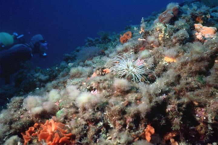 41.jpg - Iniziando la risalita si incontra un Cerianthus membranaceus,