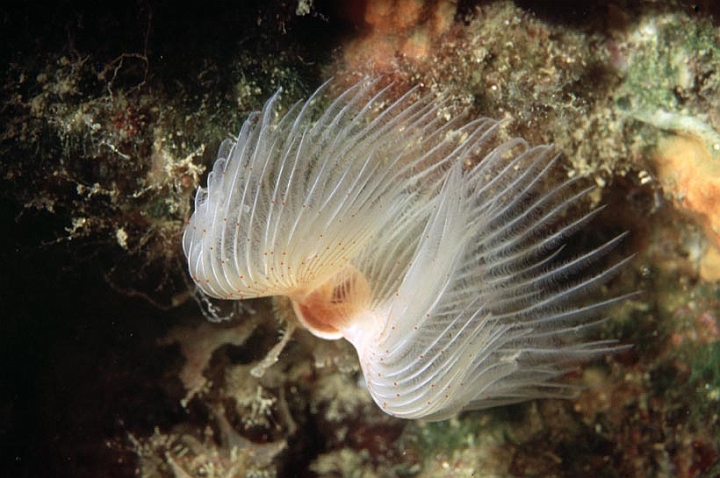 54.jpg - ...Protula tubularia la corona branchiale è retrattile e molto sensibile, quindi difficilissima da fotografare così da vicino.