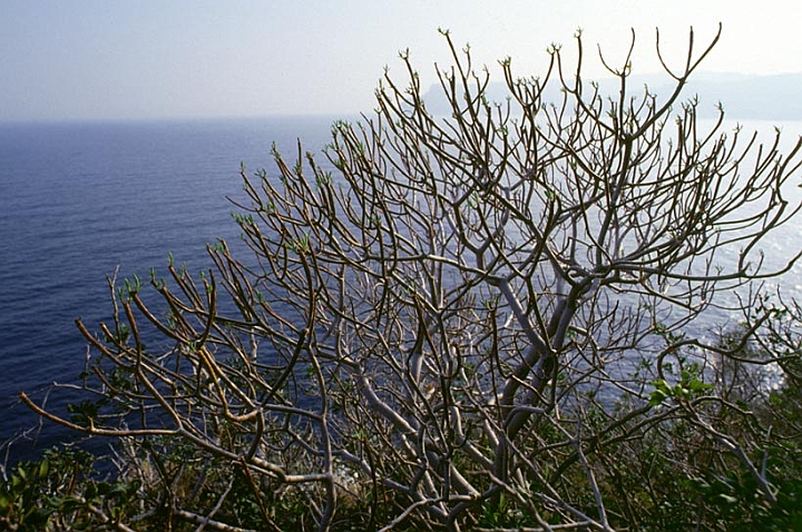 022.jpg - Euforbia arborea che segue il ritmo delle piante tropicali germogliando in autunno.
