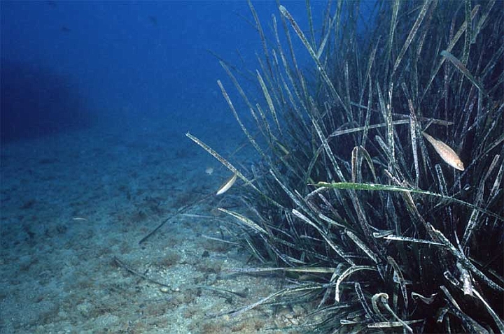 01.jpg - Limite prateria posidonia a - 18 metri