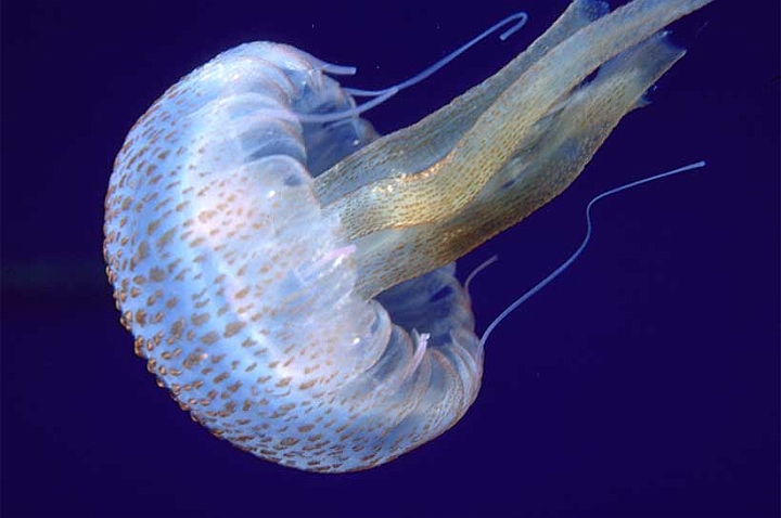http://www.umema.it/Celenterati/album/Scifozoi%20e%20idroidi/slides/08%20Pelagia%20noctiluca.jpg