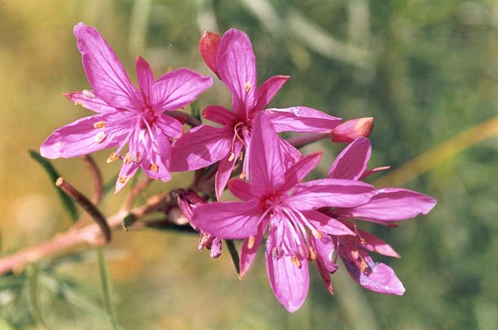 Stura-006.jpg