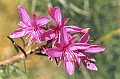 Stura-006