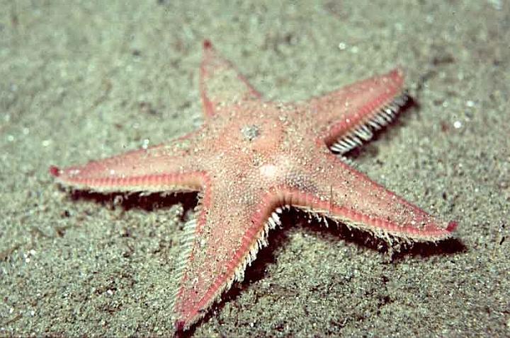 03c-Astropecten-aranciacus.jpg