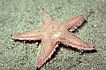 03c-Astropecten-aranciacus