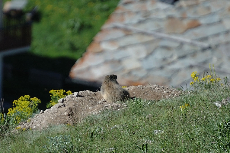 DSC_1256.jpg - …anche le marmotte della valle sono in attesa dei ciclisti…