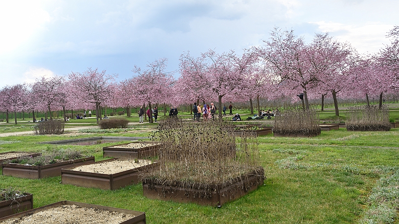 MAK_4965.jpg - Nel giardino si trova un'abbondante piantagione di ciliegi giapponesi.