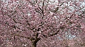 MAK_4962