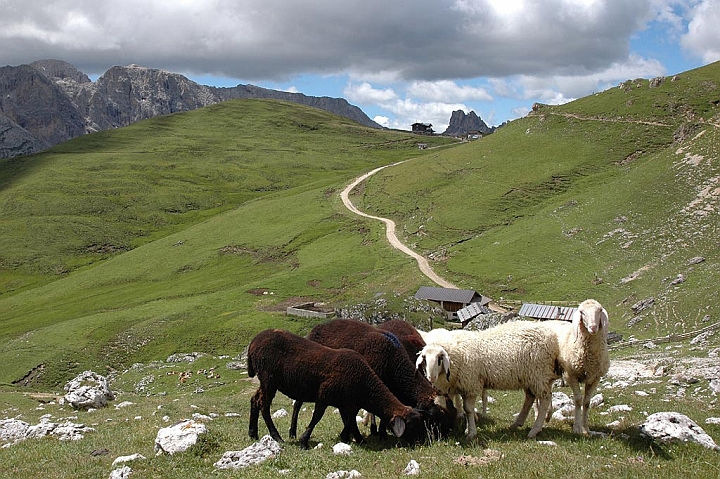 42-DSC_9160.jpg - La malga Sasso Piatto e le pecore al pascolo, in lontananza Il rifugio Sassopiatto sul Giogo di Fassa.